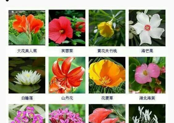 黄色鸢尾花的花语及其象征意义（黄色鸢尾花传递的喜悦和光明）