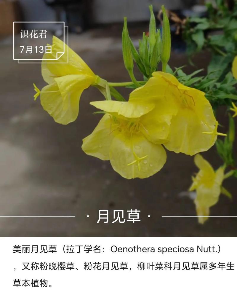 黄色鸢尾花的花语及其象征意义（黄色鸢尾花传递的喜悦和光明）