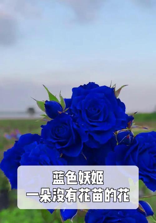 蓝色妖姬的意义与象征（探索神秘的蓝色妖姬，解读其隐藏的象征意义）