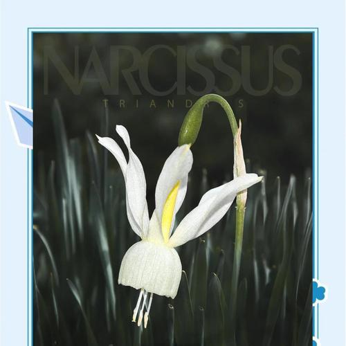 白花虎眼万年青的花语——寓意与象征（白花虎眼万年青）