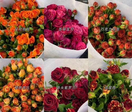 蓝星花的花语和寓意（蓝星花的美丽与内涵）