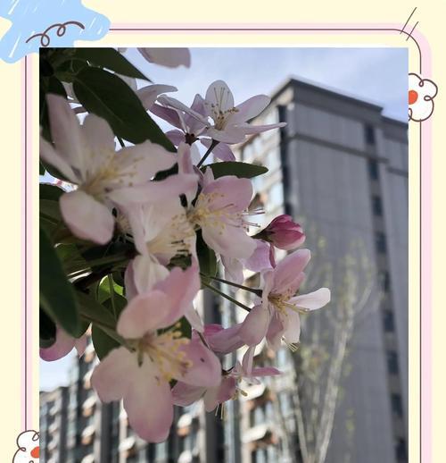 海棠花的花语与含义（探寻海棠花的神秘密码，解读其深刻花语）