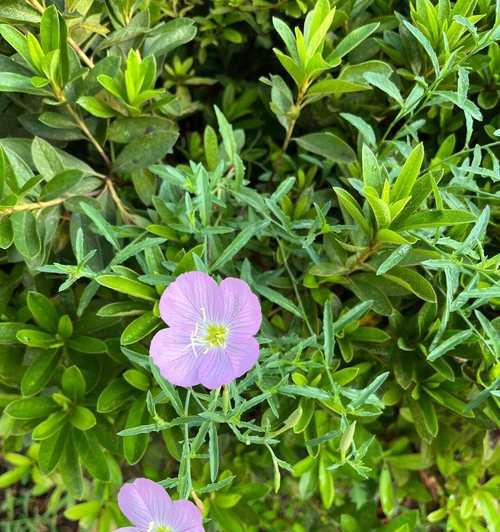 月见草的花语与传说（探寻月见草的神秘力量及其传承之谜）