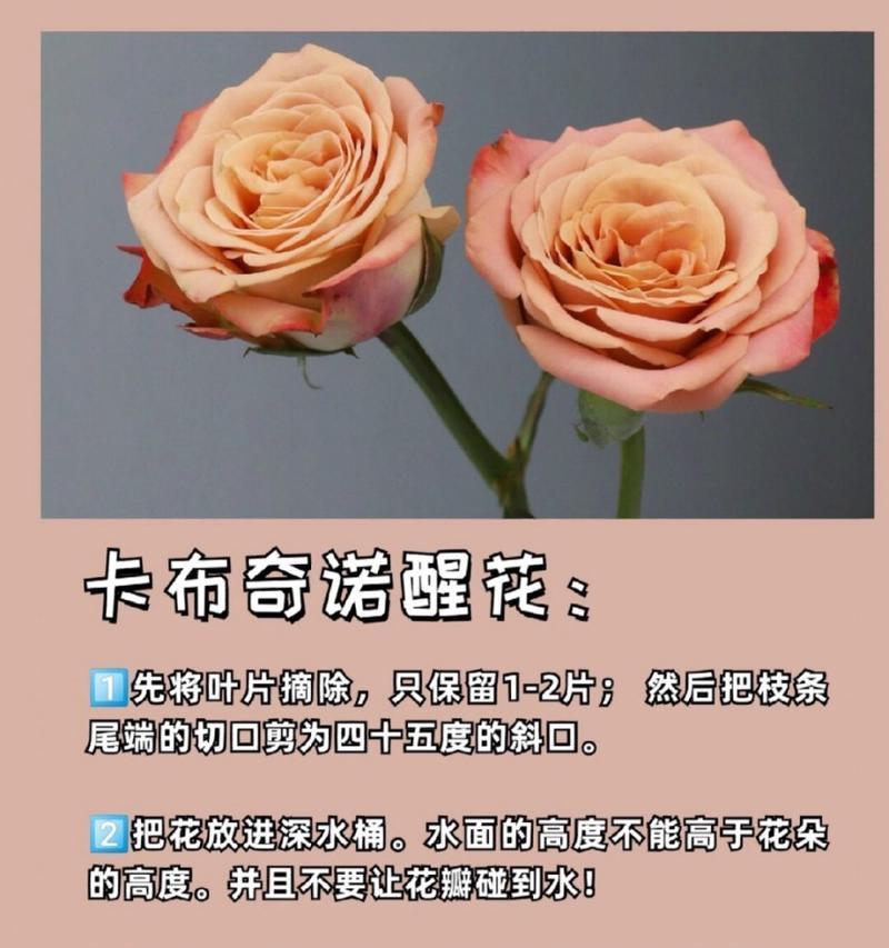 玫瑰花色的花语意义大揭秘（探寻玫瑰花不同颜色所代表的各种含义）