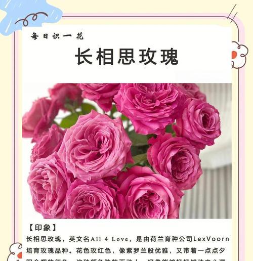 菊花的花语与寓意（探寻菊花的浪漫含义，传递深情爱意）