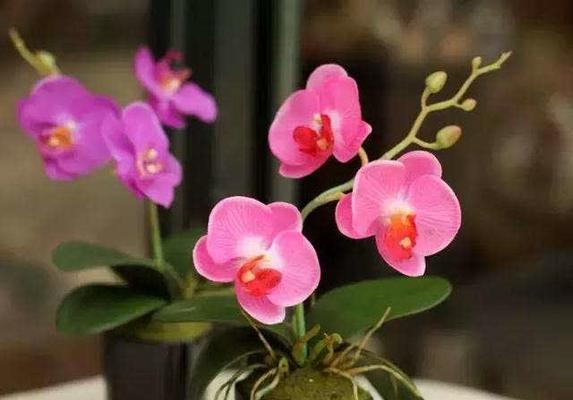 春节花代表什么意思？春节花的寓意有哪些？