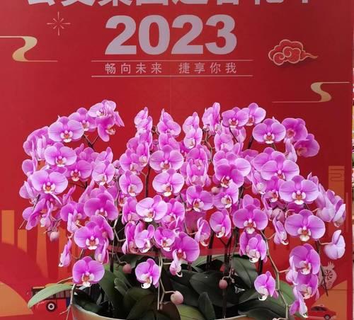 春节花代表什么意思？春节花的寓意有哪些？
