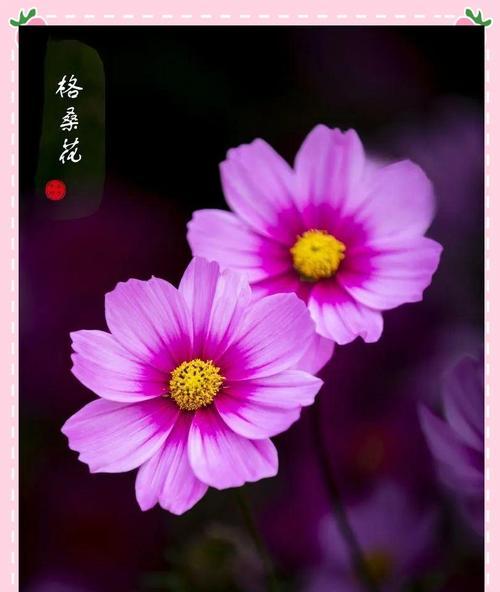 为什么粉色玫瑰不常送？粉色玫瑰花的寓意是什么085