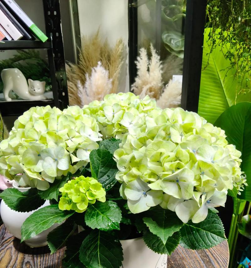 为什么粉色玫瑰不常送？粉色玫瑰花的寓意是什么085