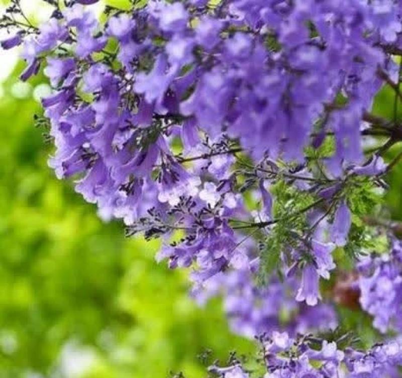 蓝花楹通常代表怎样的爱情寓意？