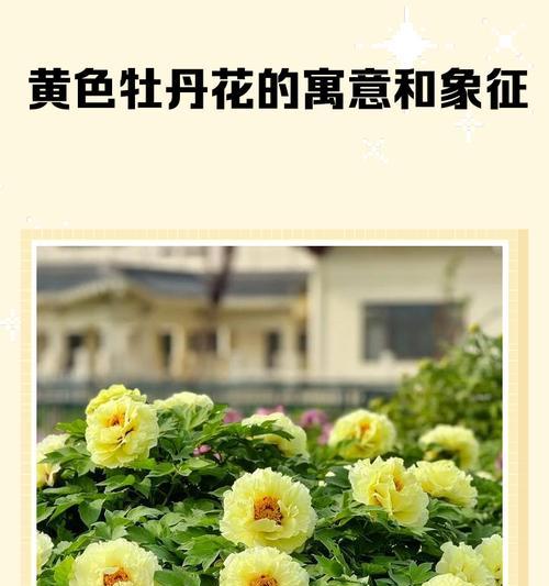 金色的花象征什么？它的意义是什么？