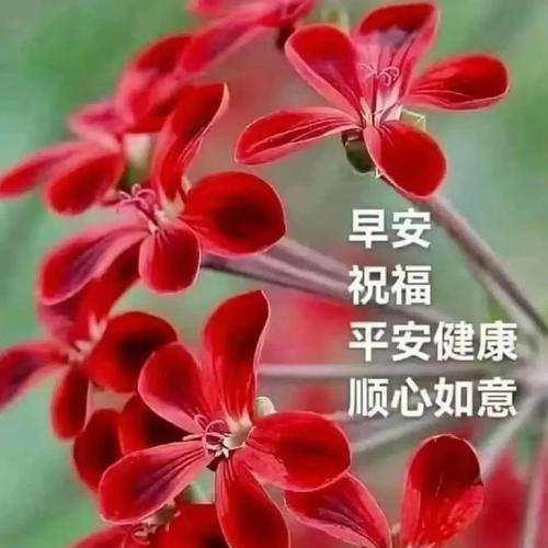哪些花象征着如意和平安？