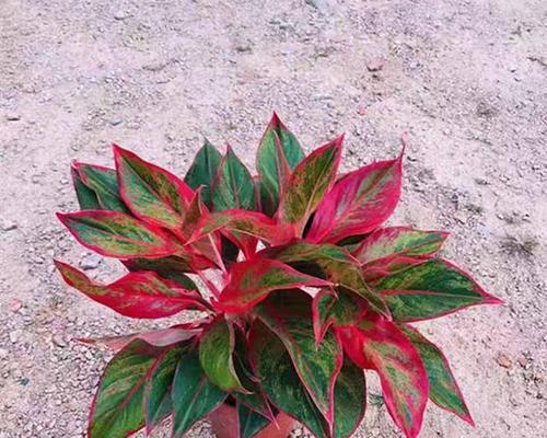 日本红色花寓意死亡的花是什么？日本文化中红色花卉的象征意义？