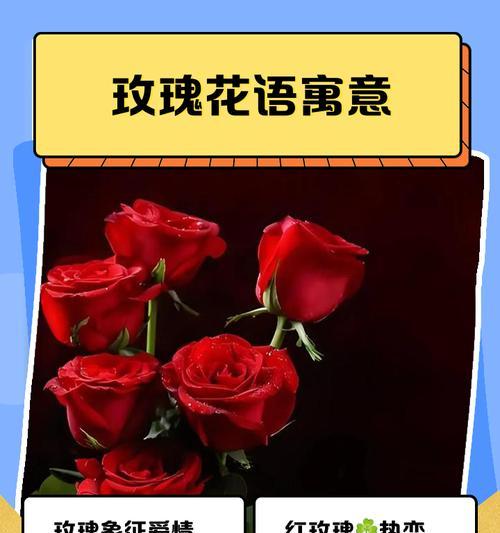 玫瑰花颜色多样，各自含义是什么？