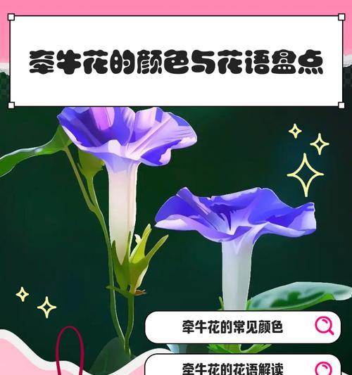 粉色和蓝色花各自代表什么？它们的花语有何不同？