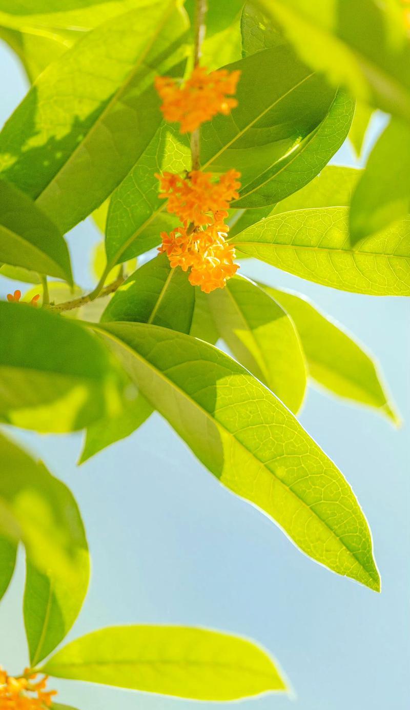 华冠吉祥花语是什么意思？
