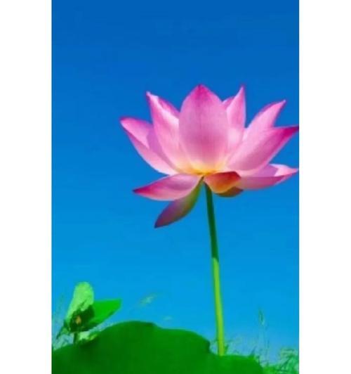 华冠吉祥花语是什么意思？