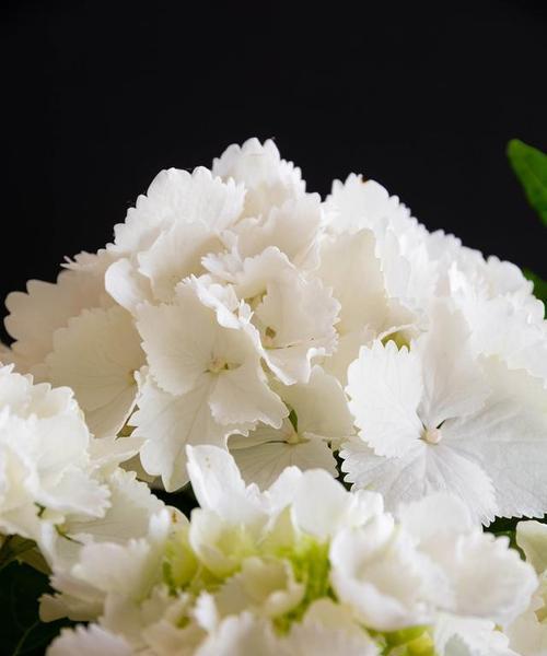 哪种花象征着纯白的爱情？它的花语有哪些？
