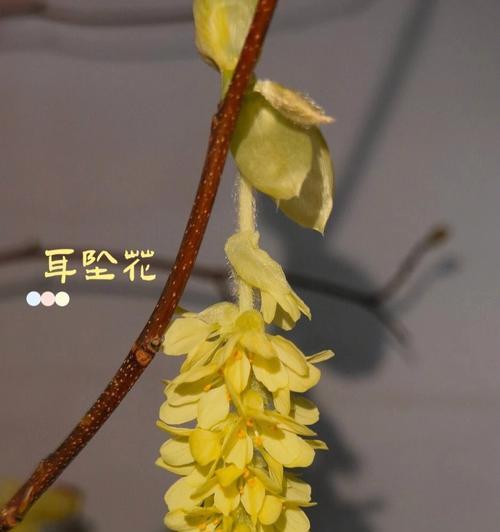 黄色花耳坠的寓意是什么？用黄色花做耳坠好吗？