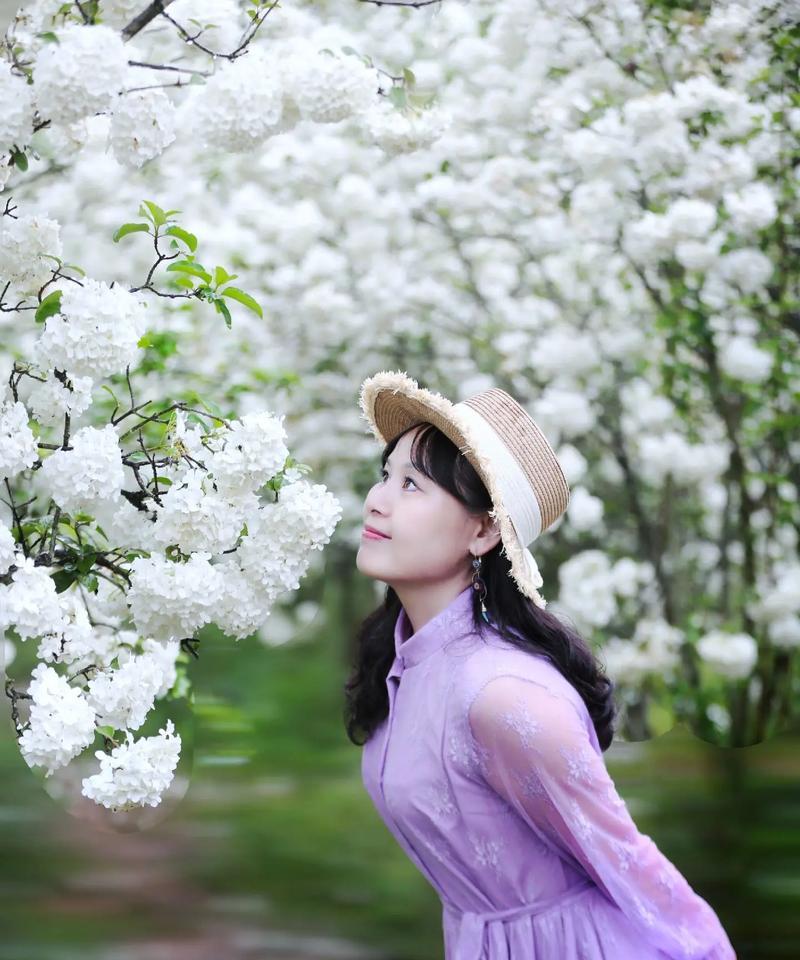 白色绣球花的恋爱情感寓意是什么？