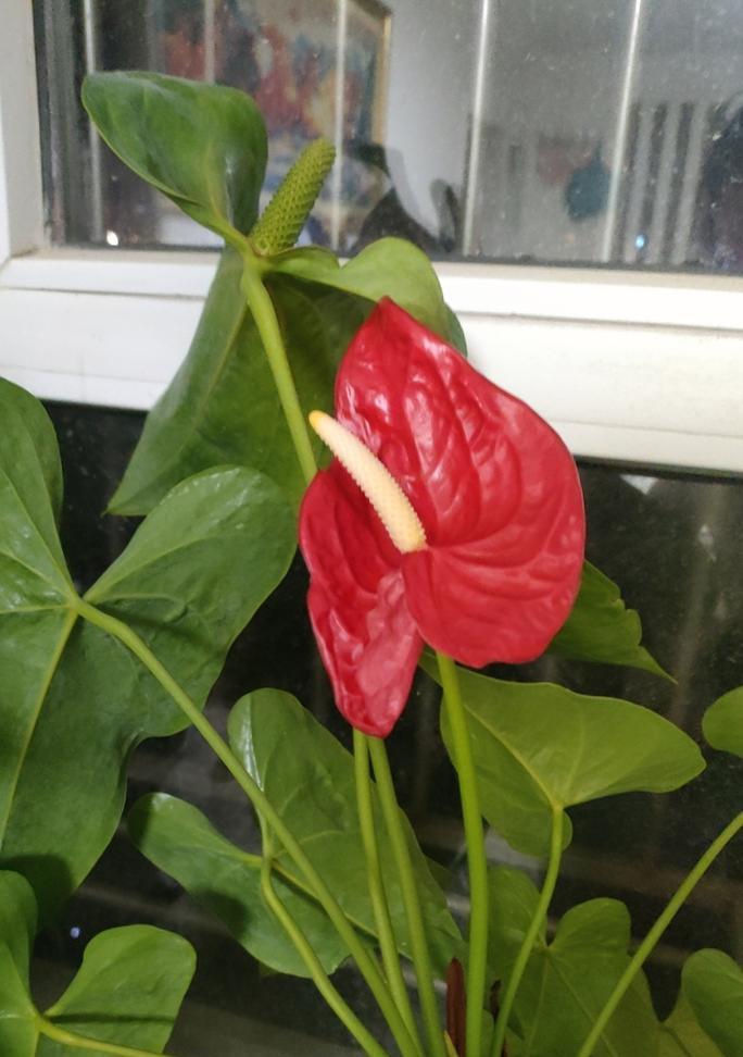 哪些花卉象征着希望和幸福？