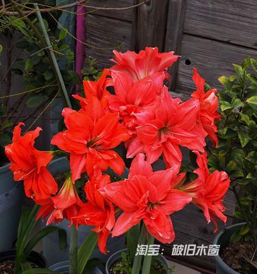 哪些红色花品种寓意好？