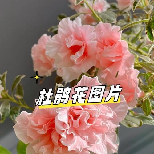 蓝色花为何用于送别？送给死人的蓝色花有何寓意？