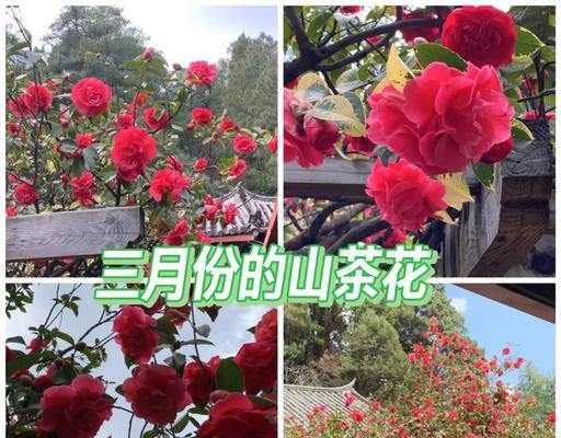 蓝色花为何用于送别？送给死人的蓝色花有何寓意？