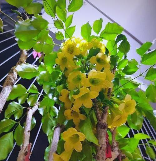 哪种花象征家庭和睦平安？寓意是什么？