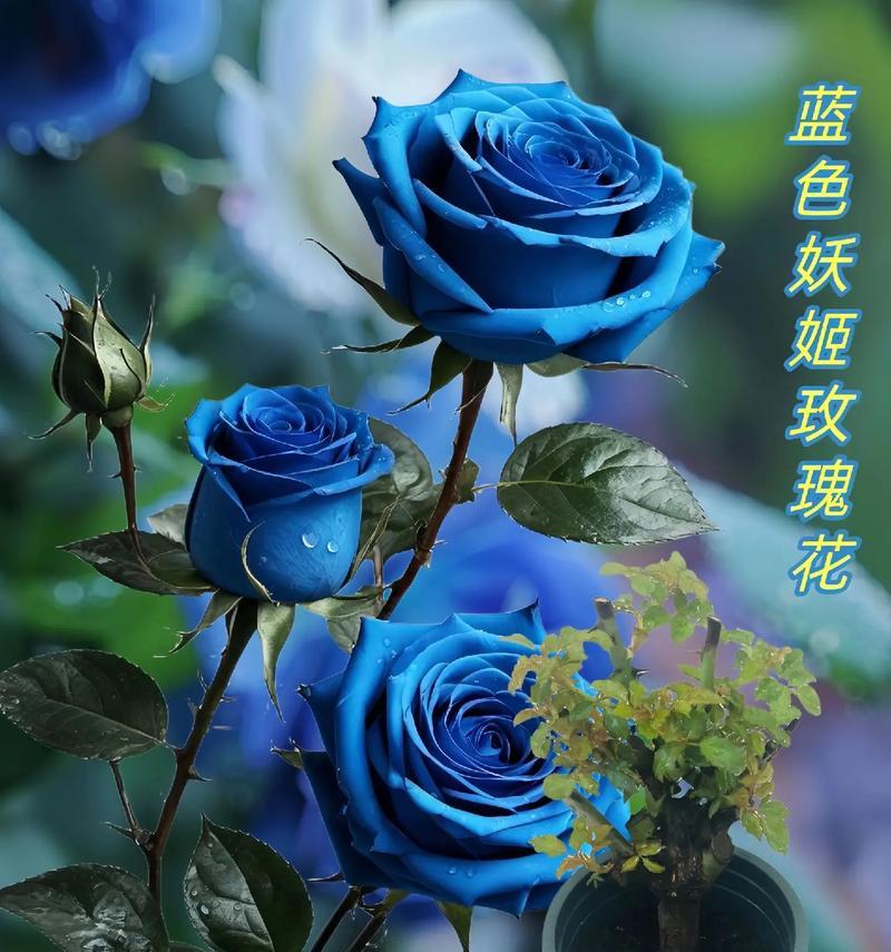 花语大蓝色是什么意思？如何选择寓意好的蓝色花？