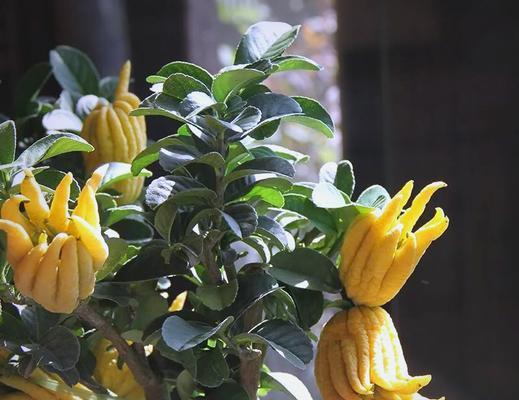 平安花的寓意究竟是什么？