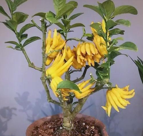 平安花的寓意究竟是什么？