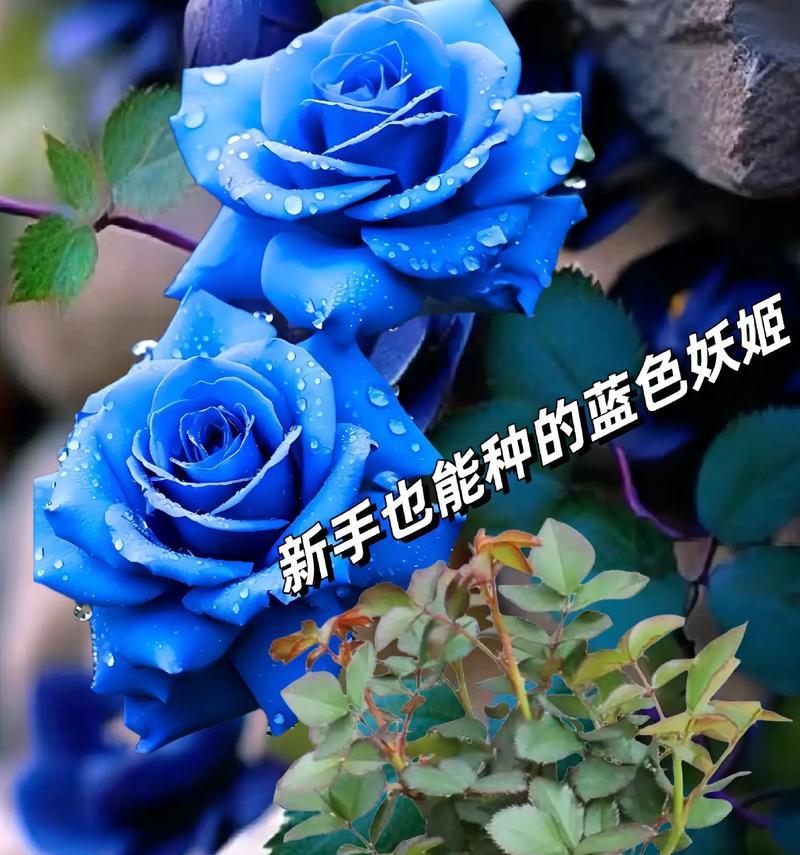 蓝色玫瑰花代表什么？蓝色玫瑰的花语有哪些含义？