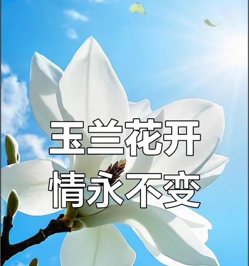 哪些花象征爱情忠贞？