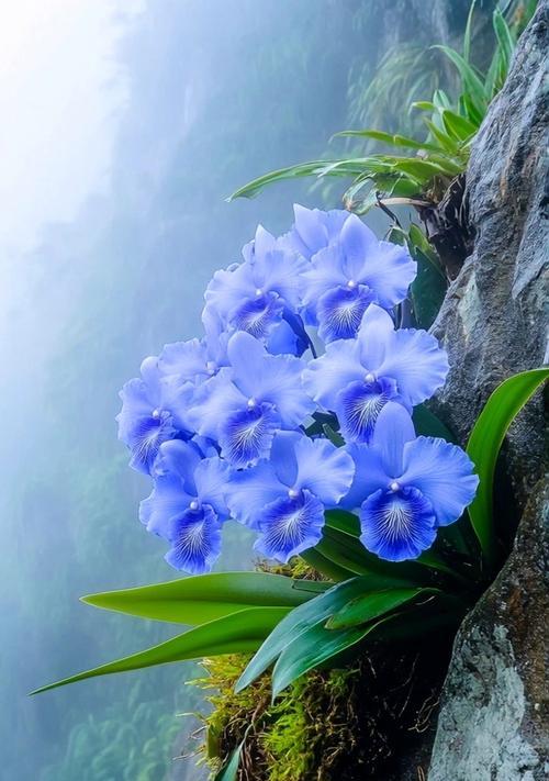 蓝色花有哪些特殊寓意？特殊寓意的蓝色花有哪些？