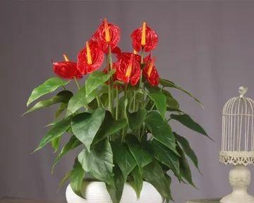 哪种花象征平安？寓意平安的花卉有哪些特点？