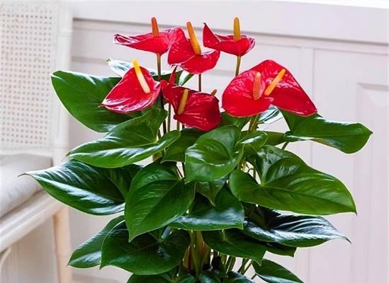 哪种花象征平安？寓意平安的花卉有哪些特点？