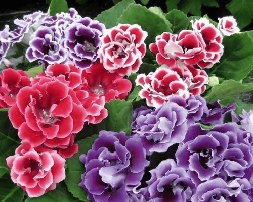 紫红色花象征好运吗？紫红色花的寓意是什么？