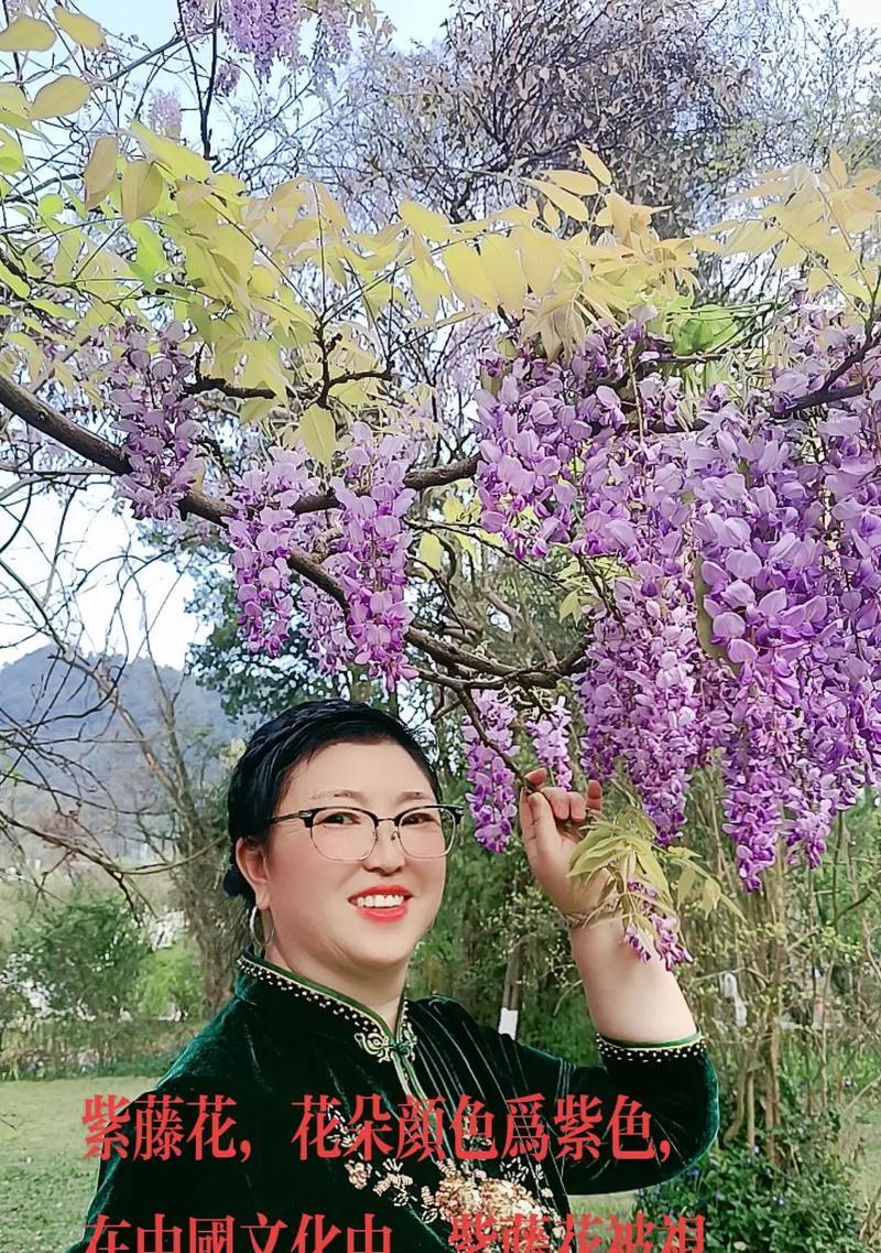 紫红色花象征好运吗？紫红色花的寓意是什么？