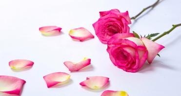粉色的花通常代表什么意义？