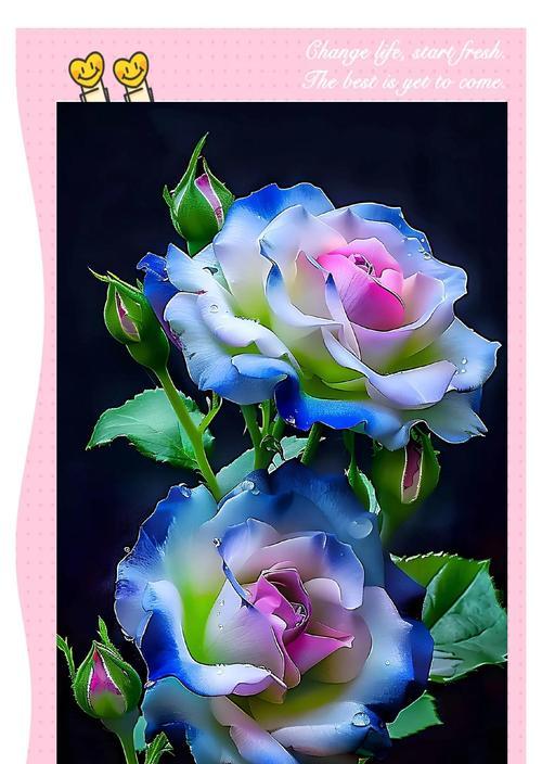情人节送花的寓意是什么？它们代表了什么情感？