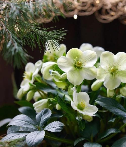 哪种花象征平安顺遂？它的花语是什么？