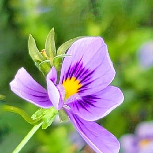 一花三色的寓意是什么？一花三色代表什么？