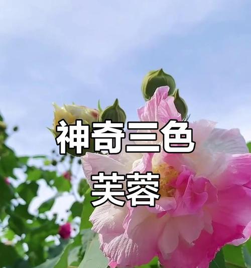 一花三色的寓意是什么？一花三色代表什么？