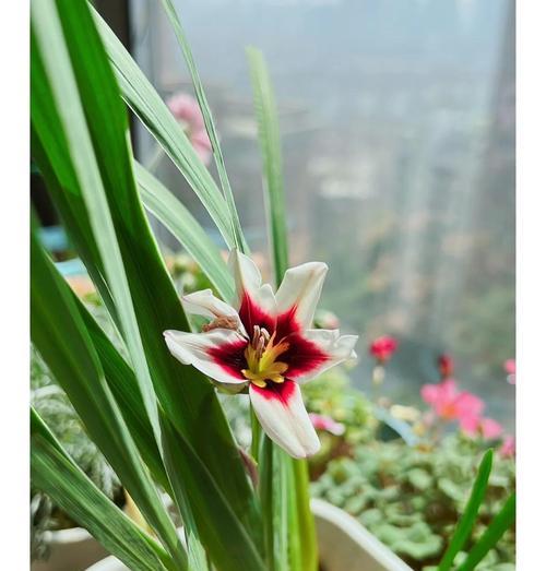 一花三色的寓意是什么？一花三色代表什么？