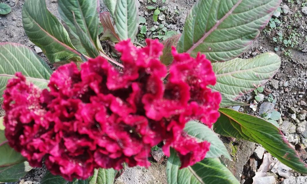 混色头状鸡冠花象征着什么？如何养护才能保持花色鲜艳？