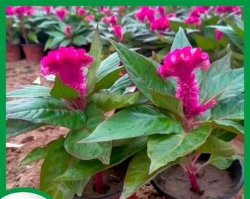 混色头状鸡冠花象征着什么？如何养护才能保持花色鲜艳？