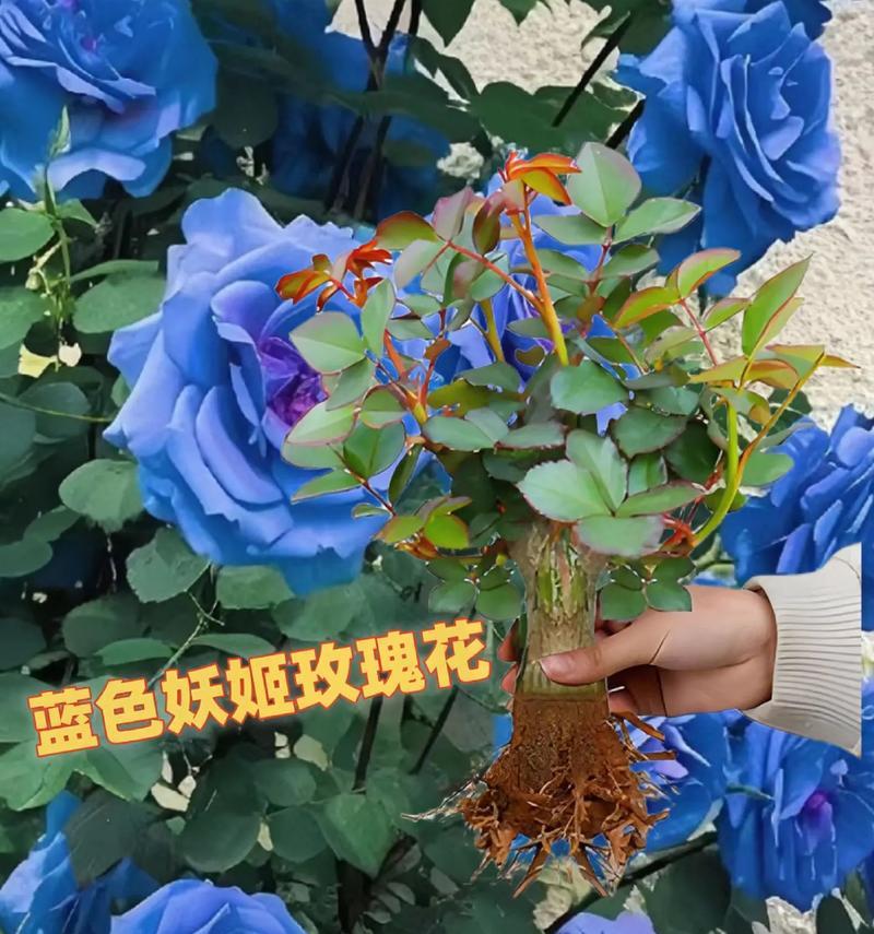 脸色妖姬花语代表什么？如何正确理解？