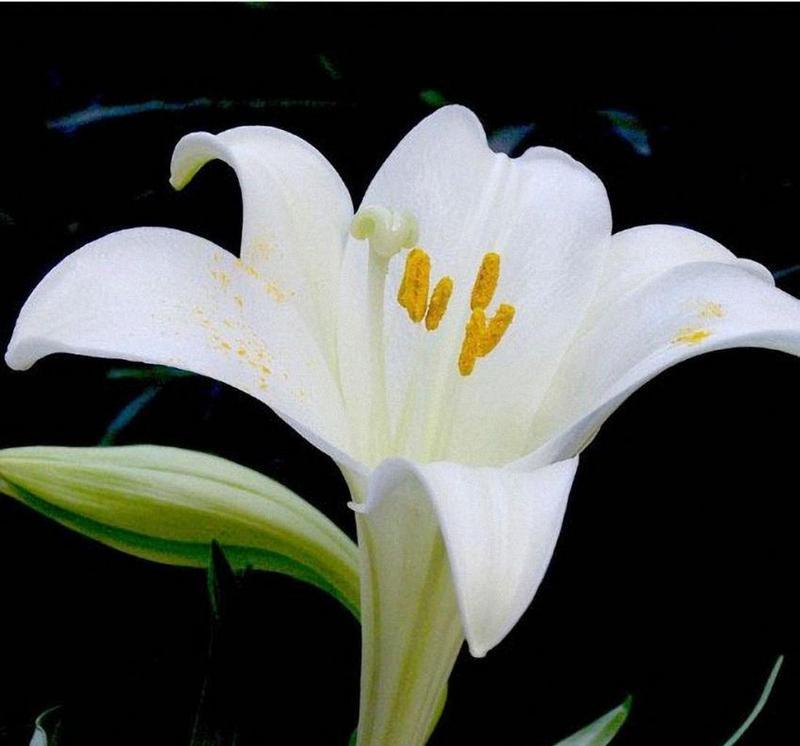 9朵白色百合花代表什么？它的寓意有哪些？