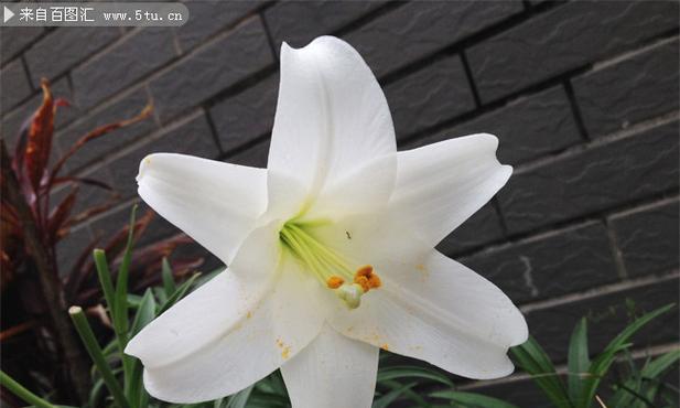 9朵白色百合花代表什么？它的寓意有哪些？